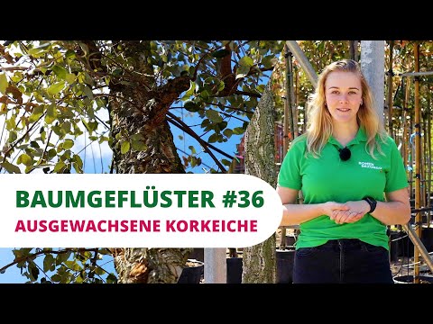 Baumgeflüster #36 | Die ausgewachsene Korkeiche
