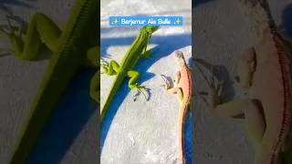 Download lagu IGUANA .. Berjemur Di Atas Rumah Sultan #shorst #shortsfeed #shortsvideo #iguana #rumahsultan mp3 Download lagu IGUANA .. Berjemur Di Atas Rumah Sultan #shorst #shortsfeed #shortsvideo #iguana #rumahsultan mp3