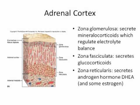 Endocrine System Part 3 of 3