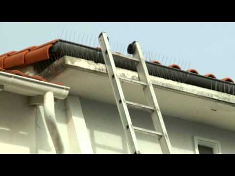 comment poser un filet de protection contre les oiseaux