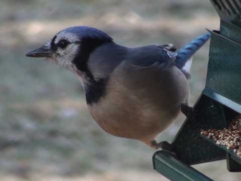 Blue Jay - HD Mini-Documentary