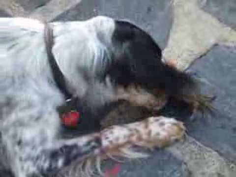 Dog picks a fight with crab and loose