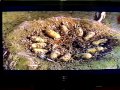 Opening To Tarzan 2000 VHS