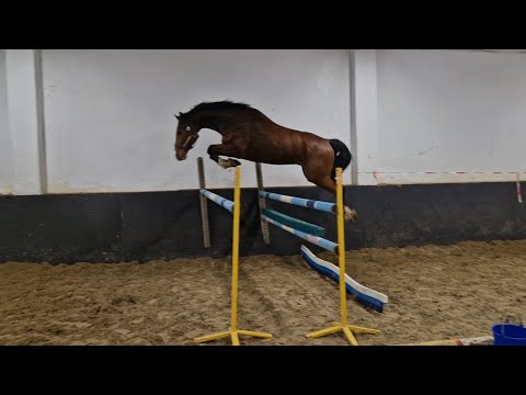 Oldenburg 5 years Casallco/Casall/CHACCO BLUE. Sale!