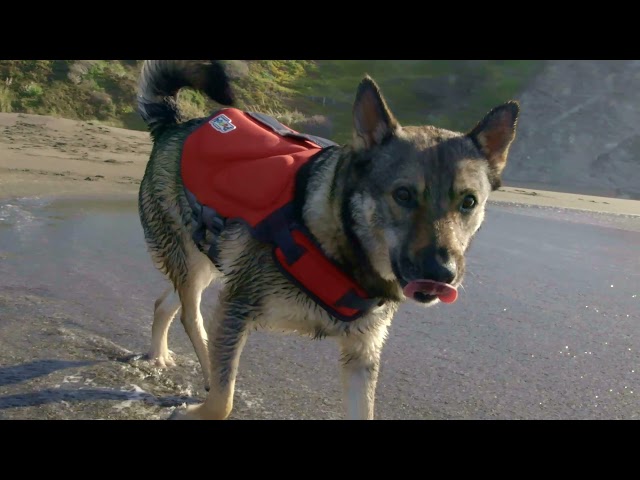 The Differences Between Outward Hound Dog Life Jackets – Furtropolis