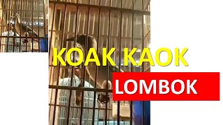 Download lagu Koak kaok lombok mp3