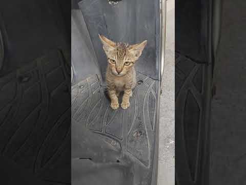 #love#cat#cute#lovesong#kitten