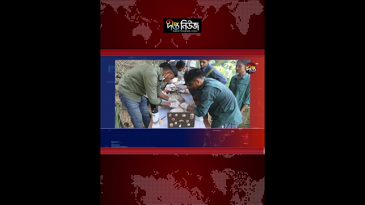 স্যাটেলাইট কলার পরিয়ে অবমুক্ত করা হলো ‘মেছোবিড়াল’ l Fishing Cat l Wildlife l Deepto News