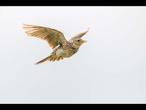 Ein Meistersänger verstummt – Die Feldlerche, Vogel des Jahres 2022