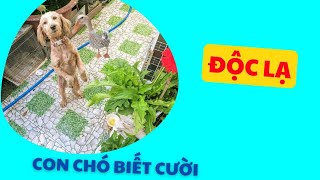 501🦜Unique and adorable dog that can smile