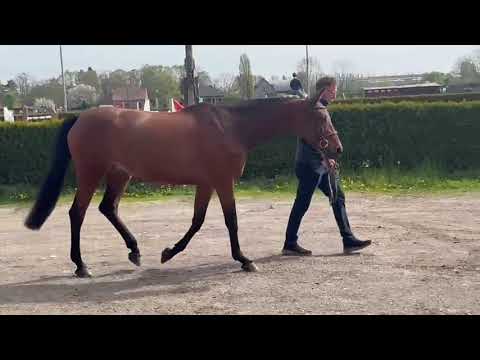Kocaine Saveniere (CORICO Z x CANTUS) - Video 8 video thumbnail