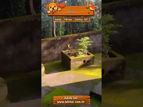 Vídeo de Aika