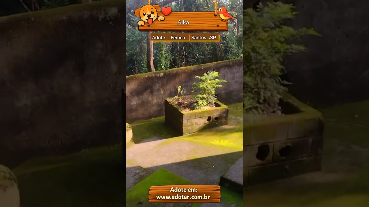 Cachorro raça SRD-ViraLata idade 4 anos nome Aika