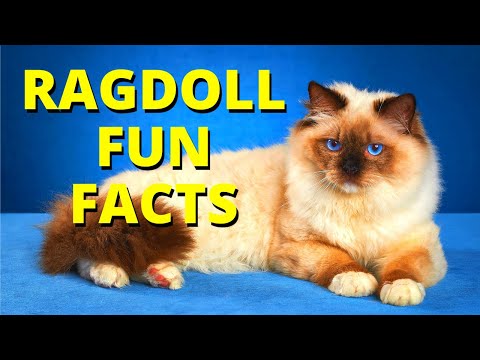 15 Fun Facts About Ragdoll Cats - Ragdoll Cat 101