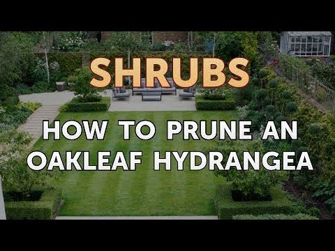 How to Prune a Bottlebrush Shrub