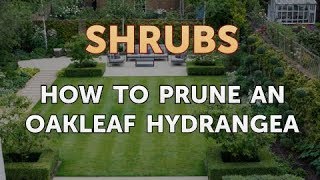 How to Prune an Oakleaf Hydrangea