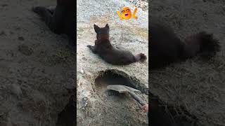 Dog Owner Tries To Trick Him #shorts