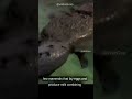 Platypus The Duck Beaver Moose Hybrid