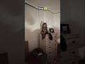 Skinwalkers Disguised As Animals Part 3 Scary Animals Facts Factvideo Scary Viralvideo