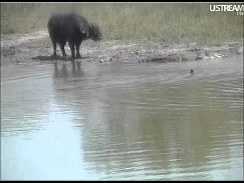 Dagga boys 1, croc 0