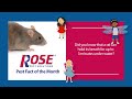 Rose Pest Solutions Rat TV Commercial