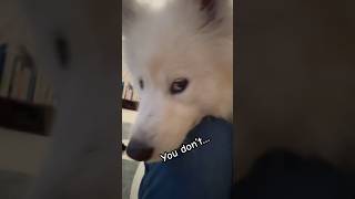 i like you tho🐻‍❄️🤍 #dog #puppy #samoyed #サモエド #kawaii #shorts