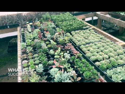 download lagu mp3 mp4 What Is A Succulent Plant, download lagu What Is A Succulent Plant gratis, unduh video klip What Is A Succulent Plant