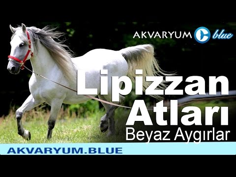 , title : 'Lipizzan Atları - Beyaz Aygırlar - Belgesel'