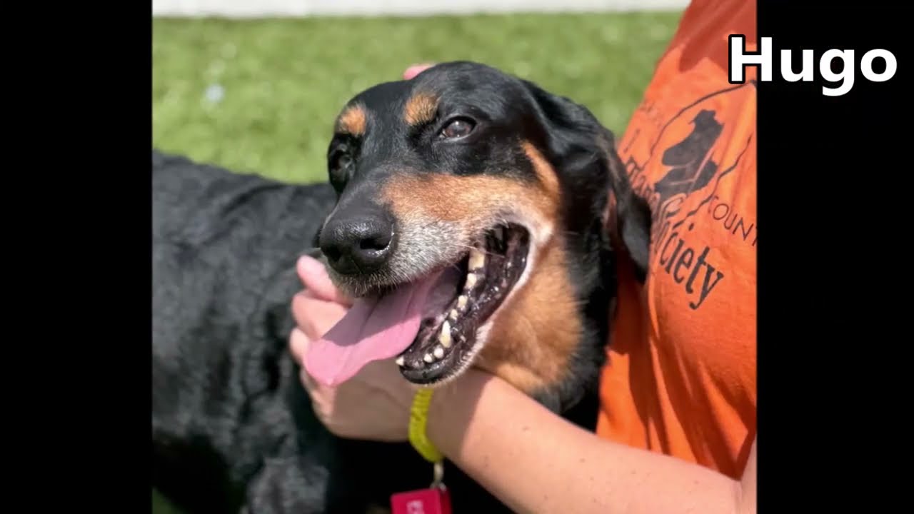 Enlarge Hugo, a Adoptable mixed breed in Nashville, IN video 6/6