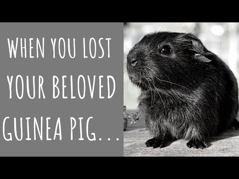 Guinea Pig Death: Causes, Funeral & How To Deal With The Loss