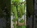How To Grow Bitter Gourd Plant At Home Plants Farming Shorts