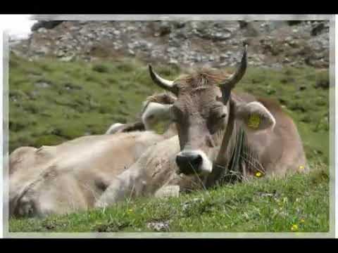 1. Juli 2018 am Albula GR  2. Juli 2018 Avers/Juf