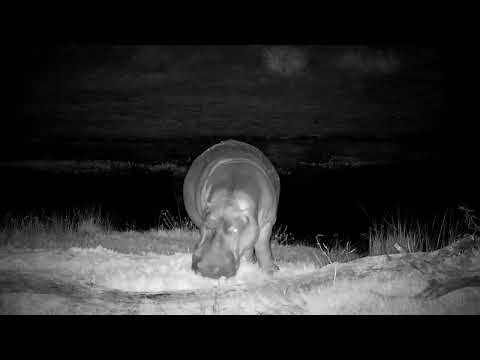 Djuma: Hippoi coming back to dam - 23:54 - 08/19/2022