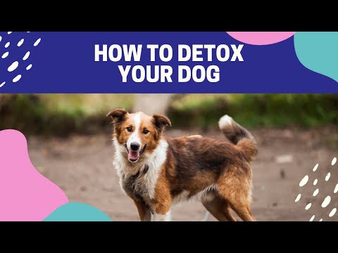 How To Detox A Dog From Harsh Toxins And Heavy Metals