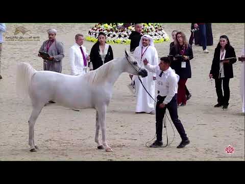 N 363 MAGNA MS   22nd Qatar National 2019   Mares 4 to 6 Years old Class 9B