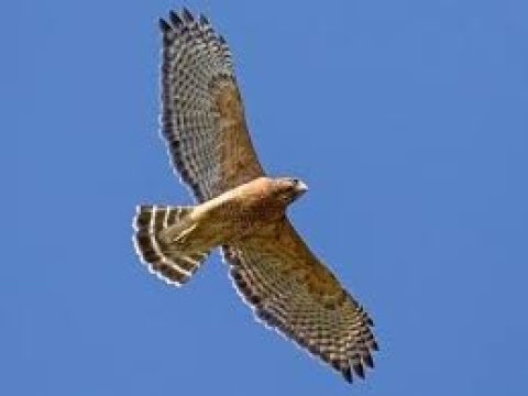 Red-Tail Hawk Attack - Racing homer