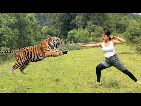 Girl attacked by tiger walking in the forest. part 18