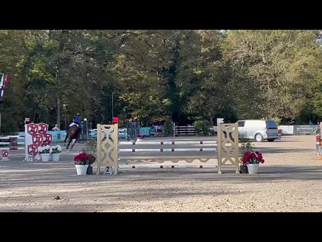 Ruin Selle Français Te koop 2014 Donker bruin / bai