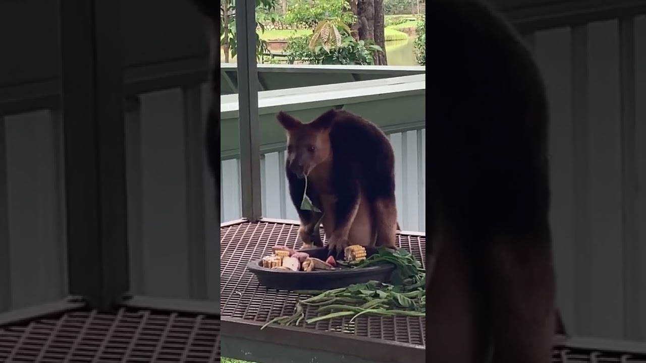 Adorable Tree Kangaroo , Papua New Guinea