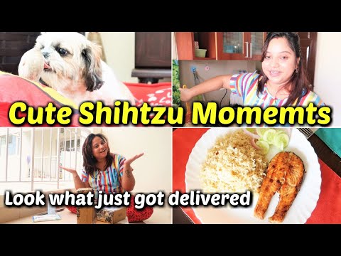 LOOK WHAT JUST GOT DELIVERED! | Cute ShihTzu Moments | The POSTPONED Vlog Video