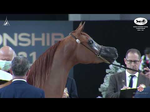 N 36 NAIFAT AL OWAIDAH   World Arabian Horse Championship 2021   PARIS   Junior Fillies Class 2B