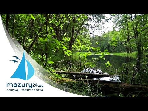 Podpatrzona mazurska flora i fauna