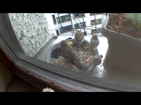 Grünfinken im 6.Stock