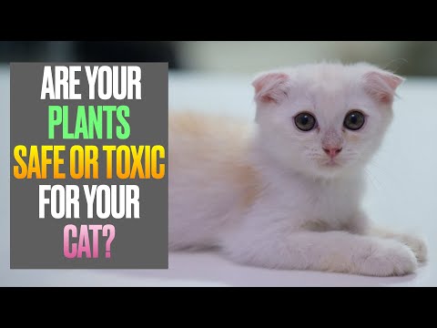 Are Your Plants Safe or Toxic For Your Cat?