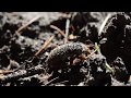The Microcosm Short Film