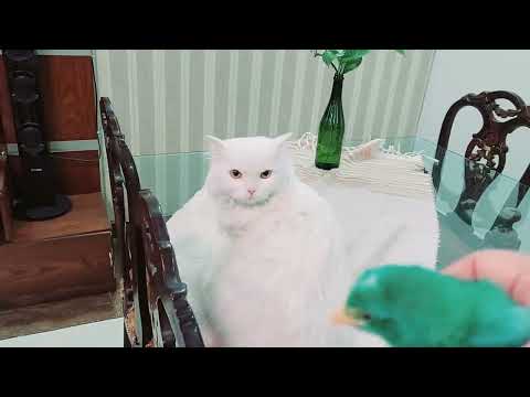 Aj mera Mhitto sa milna so cute cat 🐈 ayi je dahkan phir kiya howa ✨️💓✌️💗😃