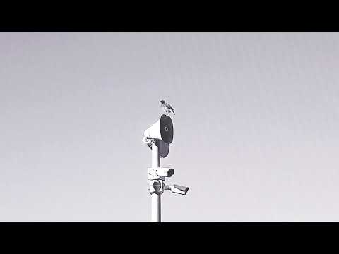 ABUL3EES - bti3raf abul3ees? بتعرف ابو العيس؟