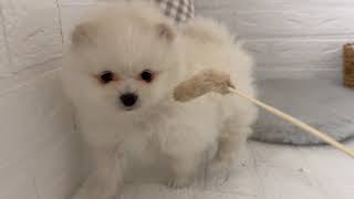 ポメラニアンの動画01