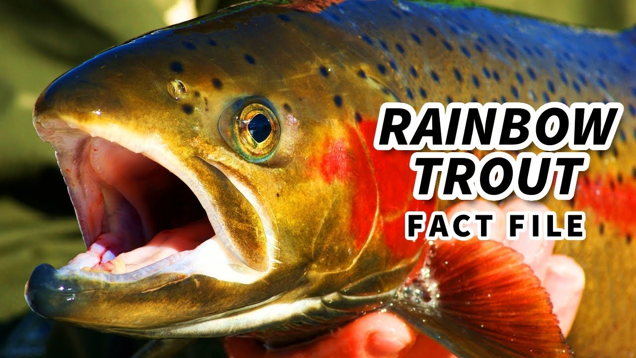 What are adaptations of rainbow trout? Tipseri