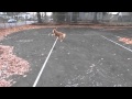 Murray S Stick Dance
